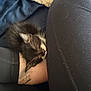Peanut is registered to the contest to win money with this photo: kitten, black_and_white, sleeping, legs, leggings, furry, cozy, nap, whiskers, closeup, indoor, pet, cute, resting, soft, fuzz, tattoo, skin, comfort, relaxation