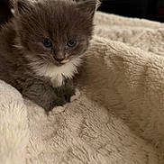 Smokey joined the competition — help win amazing prizes! kitten, cat, gray_cat, white_paws, white_chest, fluffy, pet, animal, cute, young_cat, feline, soft_texture, blanket, cozy, indoor, close_up, domestic_animal, resting, small_animal, fur