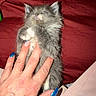 Smokey is registered to the contest to win money with this photo: kitten, gray_fur, fluffy, sleepy, hand, blue_nails, red_background, pet, cute, small, feline, lying_down, cozy, indoor, animal, paw, human_hand, nail_art, soft, resting