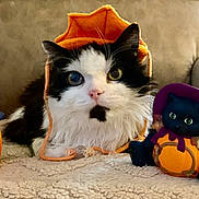 Jinx joined the competition — help win amazing prizes! animal, black_and_white, black_cat, blanket, cat, cozy, cute, decoration, figurine, fluffy, halloween, hat, holiday, indoors, orange, pet, pumpkin, pumpkin_hat, sitting, witch_hat