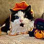 animal, black_and_white, black_cat, blanket, cat, cozy, cute, decoration, figurine, fluffy, halloween, hat, holiday, indoors, orange, pet, pumpkin, pumpkin_hat, sitting, witch_hat