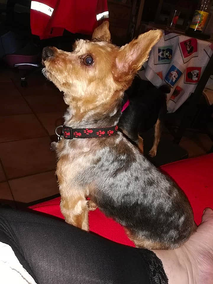 Roméo participe au concours pour gagner de l'argent avec cette photo : australian_terrier, canidae, carnivore, companion_dog, dog, dog_breed, fawn, mammal, rare_breed_dog, terrier, toy_dog, vertebrate, yorkshire_terrier