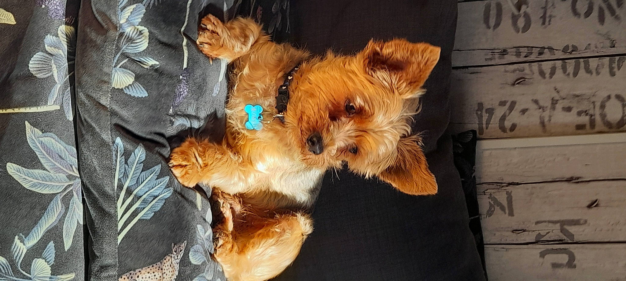 Roméo participe au concours pour gagner de l'argent avec cette photo : biewer_terrier, canidae, carnivore, companion_dog, dog, dog_breed, dog_supply, fawn, fur, hat, liver, puppy, small_terrier, snout, sporting_group, terrier, toy_dog, working_animal, yorkipoo, yorkshire_terrier