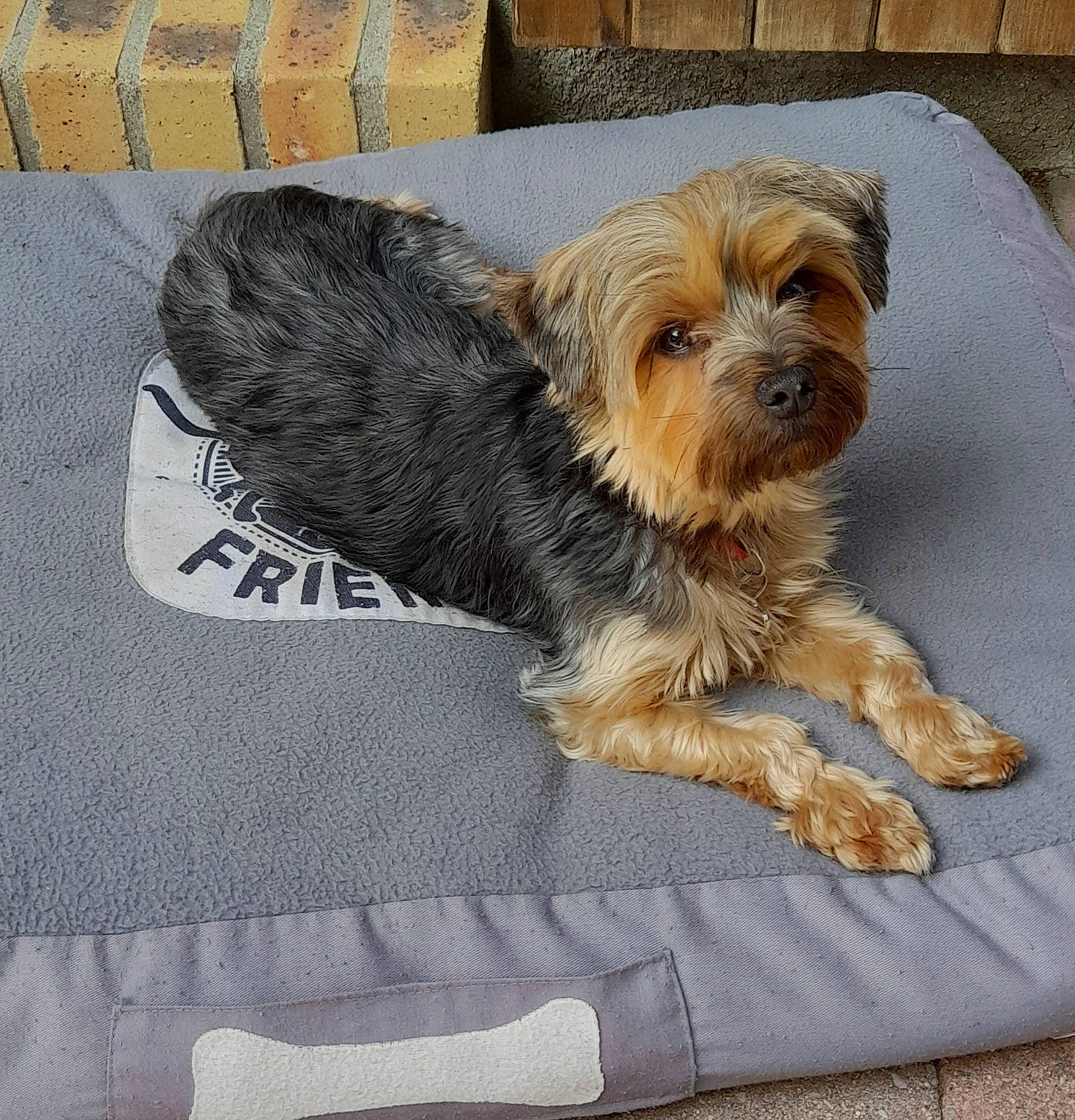 Prune participe au concours pour gagner de l'argent avec cette photo : biewer_terrier, canidae, carnivore, companion_dog, dog, dog_breed, dog_supply, fawn, fur, liver, maltepoo, paw, pet_supply, small_terrier, snout, sporting_group, terrier, toy_dog, working_animal, yorkipoo