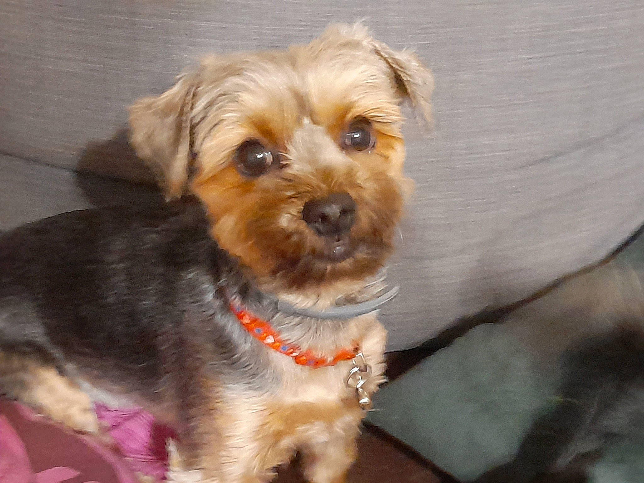 Prune participe au concours pour gagner de l'argent avec cette photo : canidae, carnivore, companion_dog, dog, dog_breed, dog_clothes, dog_collar, dog_supply, fawn, firefighter, fur, liver, small_terrier, snout, sporting_group, terrier, toy, toy_dog, whiskers, working_animal