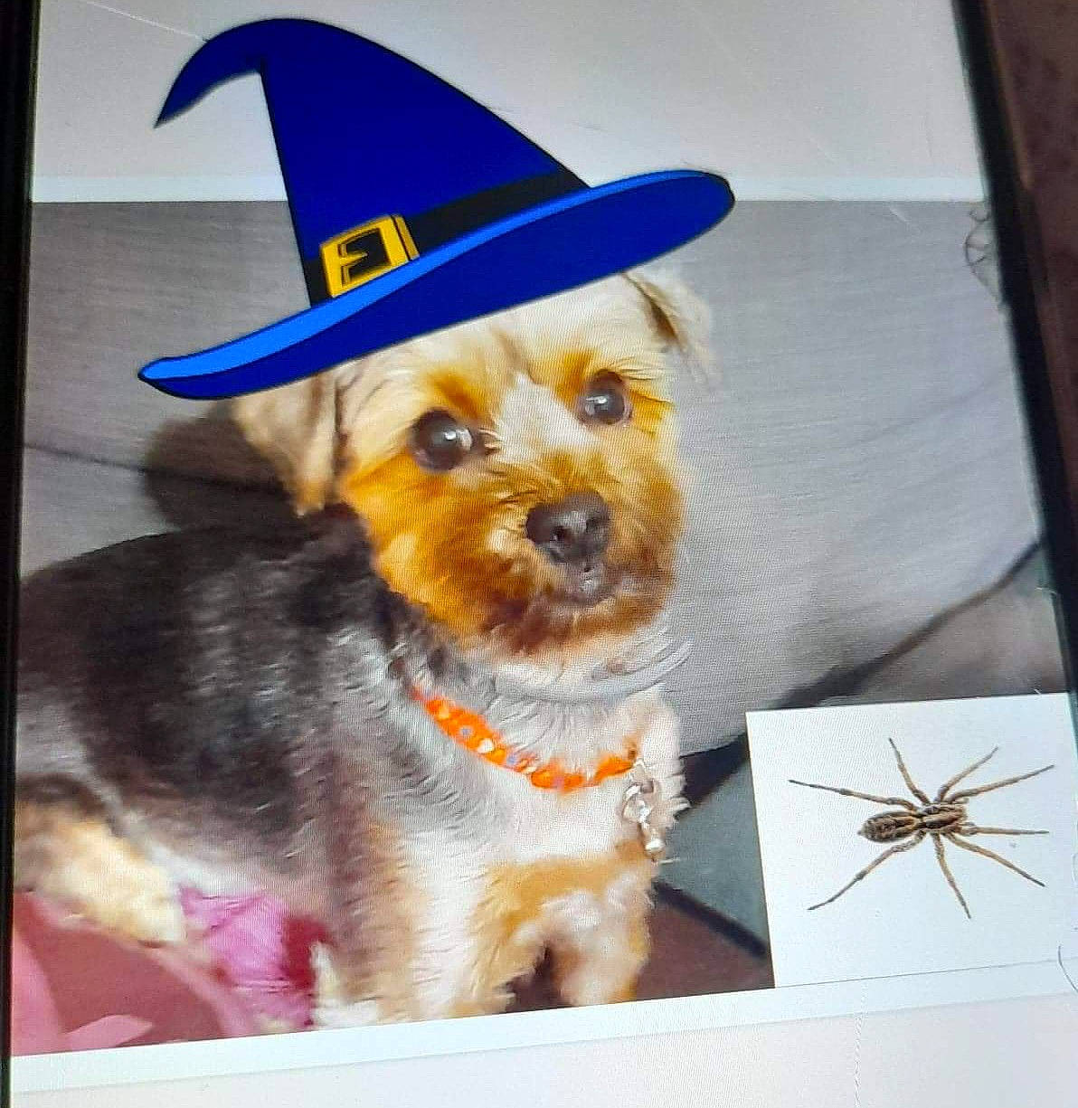 Prune participe au concours pour gagner de l'argent avec cette photo : carnivore, collar, companion_dog, costume_hat, dog, dog_breed, dog_clothes, dog_collar, dog_supply, fashion_accessory, fawn, fedora, hat, party_hat, pet_supply, rectangle, snout, sporting_group, toy_dog, working_animal