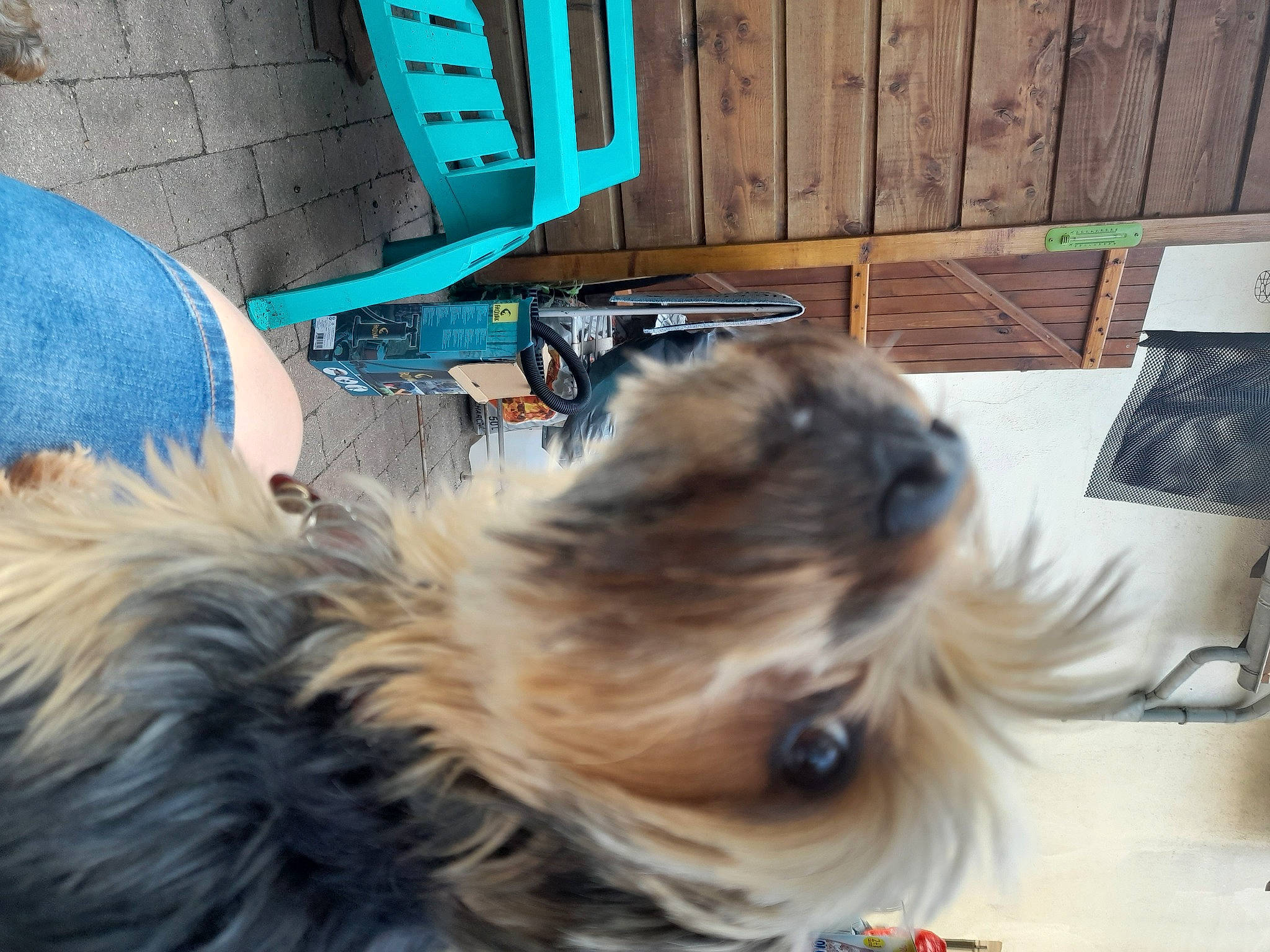 Prune a rejoint le concours — aidez-le/la à gagner de superbes lots ! blue, carnivore, collar, companion_dog, dog, dog_breed, dog_supply, electric_blue, fashion_accessory, fawn, fur, hardwood, liver, small_terrier, snout, sporting_group, tail, terrier, toy_dog, wood