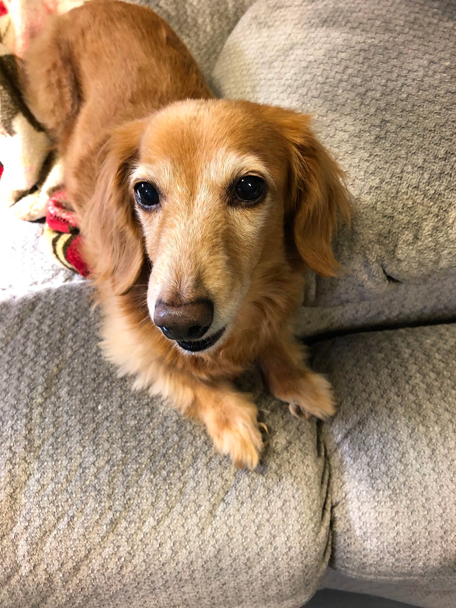 Dante joined the competition — help win amazing prizes! beagador, canidae, carnivore, companion_dog, dachshund, dog, dog_breed, fawn, mammal, paw, puppy, rare_breed_dog, snout, sporting_group, vertebrate, whiskers