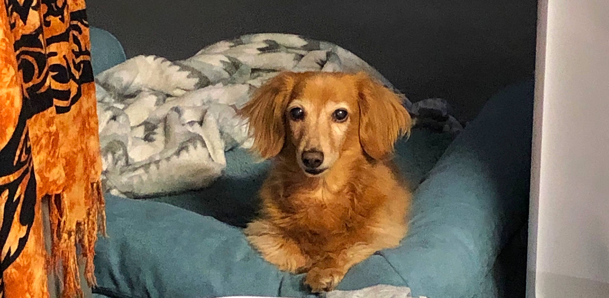 Dante joined the competition — help win amazing prizes! canidae, carnivore, companion_dog, dog, dog_breed, golden_retriever, mammal, nova_scotia_duck_tolling_retriever, rare_breed_dog, retriever, small_greek_domestic_dog, snout, sporting_group, vertebrate, whiskers