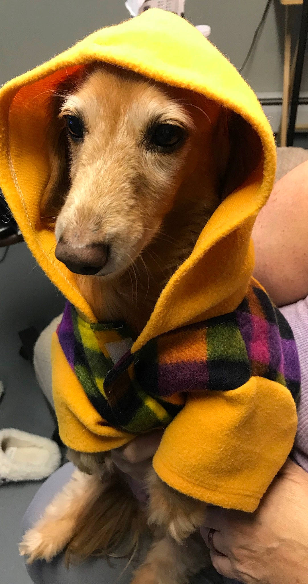 Dante joined the competition — help win amazing prizes! canidae, carnivore, companion_dog, dachshund, dog, dog_breed, dog_clothes, fawn, fur, snout
