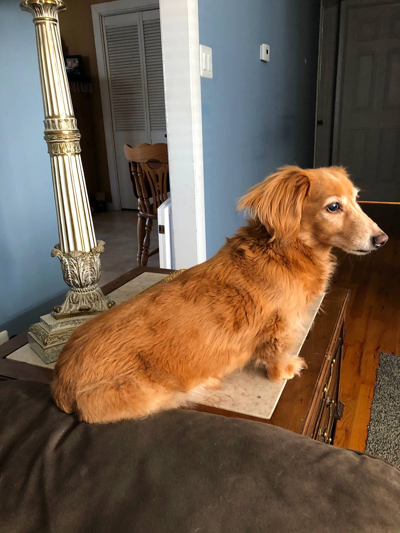 Dante is registered to the contest to win money with this photo: basque_shepherd_dog, canidae, carnivore, companion_dog, dog, dog_breed, fawn, floor, golden_retriever, mammal, nova_scotia_duck_tolling_retriever, retriever, sporting_group