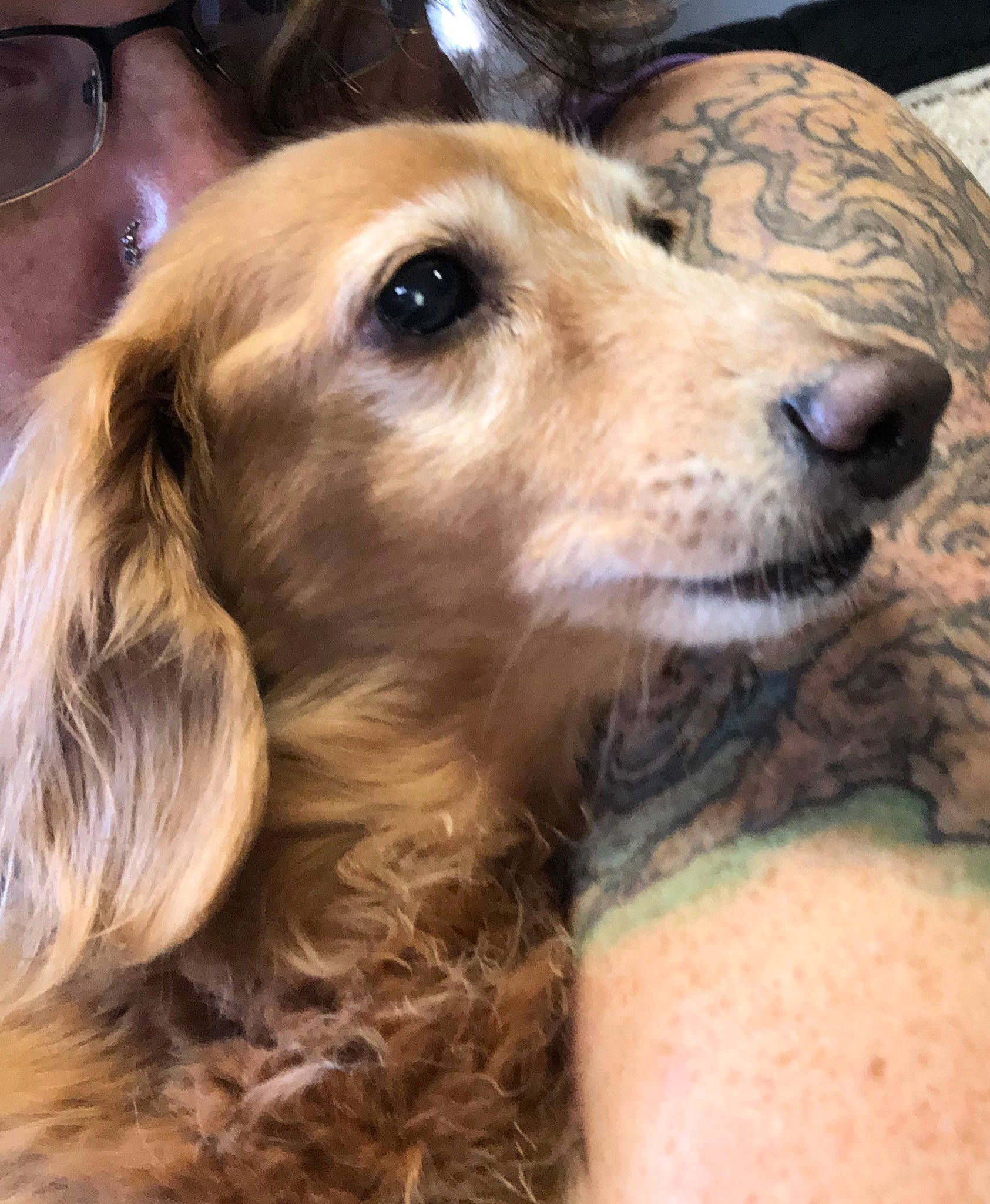 Dante is registered to the contest to win money with this photo: canidae, carnivore, cocker_spaniel, companion_dog, dog, dog_breed, fawn, mammal, rare_breed_dog, saluki, snout, sporting_group, vertebrate