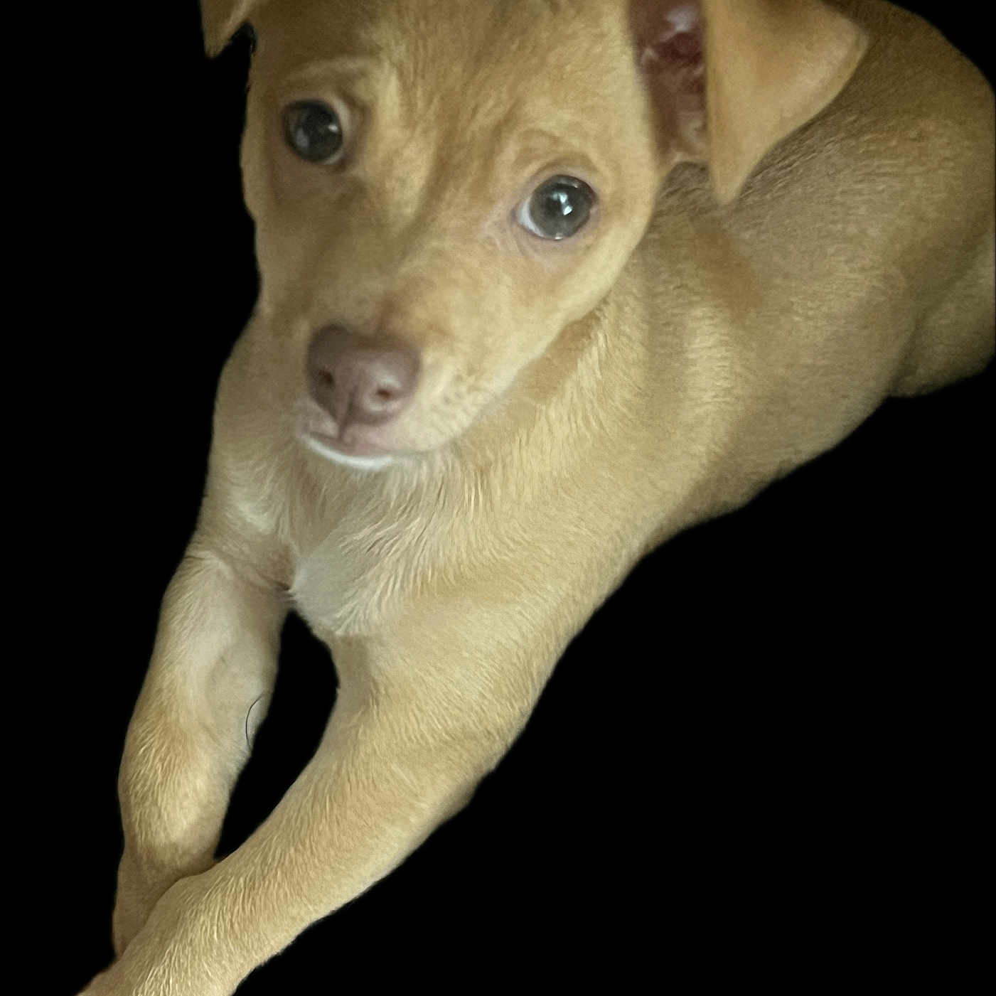 Biscuit is registered to the contest to win money with this photo: animal, bulldog, canine, chihuahua, dog, goldenretriever, hound, husky, labradorretriever, pet, pitbull, puppy, snout, terrier, whitedog