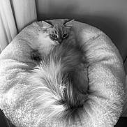 Pouchkine a rejoint le concours — aidez-le/la à gagner de superbes lots ! cat, fluffy, pet_bed, tail, indoors, curtains, soft_texture, relaxing, cozy, fur, resting, domestic_animal, window_light, round_bed, comfortable, feline, sleepy, home, quiet, calm