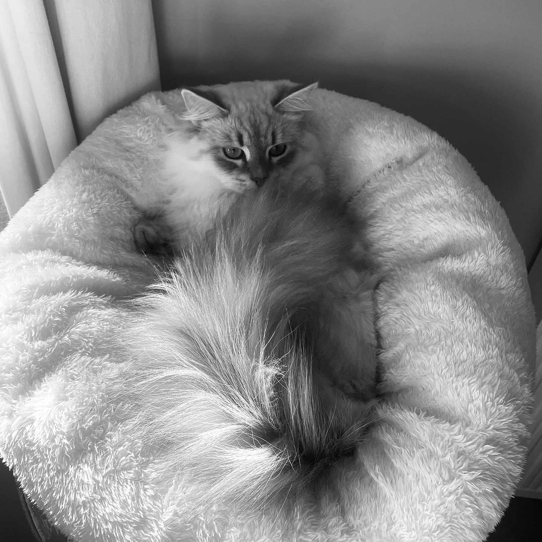 Pouchkine a rejoint le concours — aidez-le/la à gagner de superbes lots ! calm, cat, comfortable, cozy, curtains, domestic_animal, feline, fluffy, fur, home, indoors, pet_bed, quiet, relaxing, resting, round_bed, sleepy, soft_texture, tail, window_light