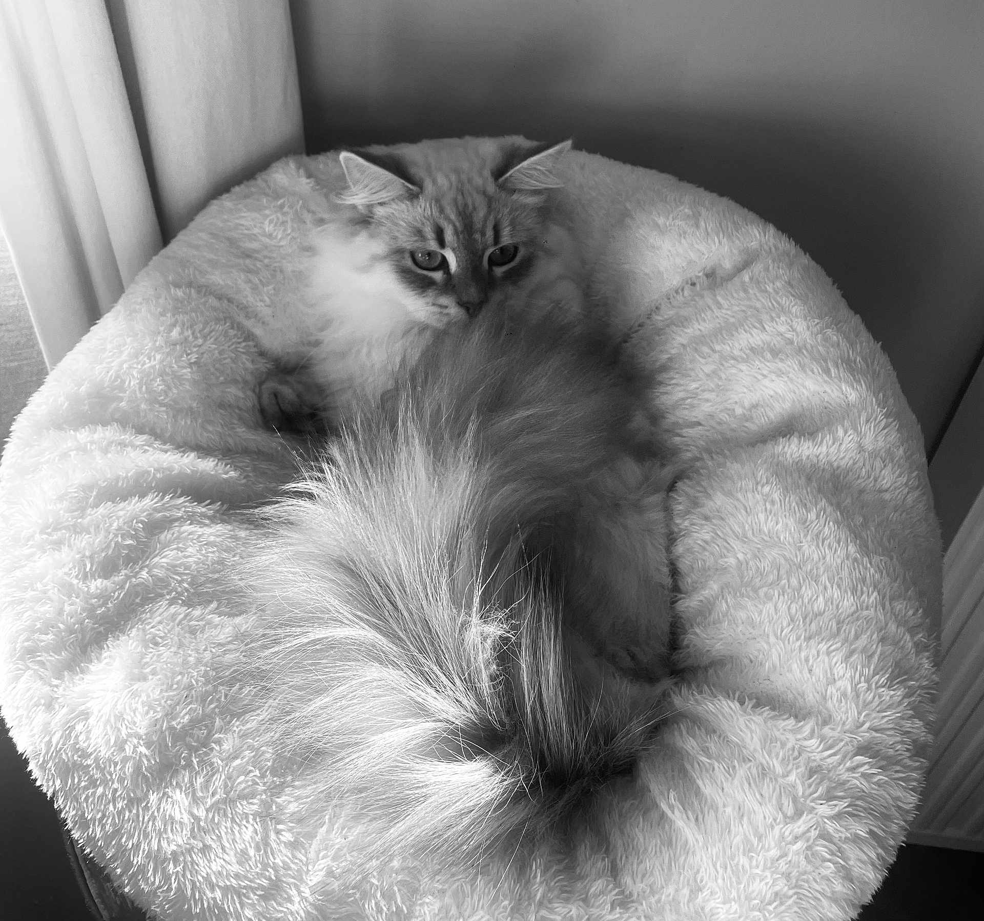 Pouchkine a rejoint le concours — aidez-le/la à gagner de superbes lots ! cat, fluffy, pet_bed, tail, indoors, curtains, soft_texture, relaxing, cozy, fur, resting, domestic_animal, window_light, round_bed, comfortable, feline, sleepy, home, quiet, calm