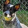 dog, pet, outdoor, chain_link_fence, collar, ears, fur, animal, portrait, curious, head_tilt, sunlight, greenery, close_up, canine, domestic_animal, watchful, nature, daylight, friendly
