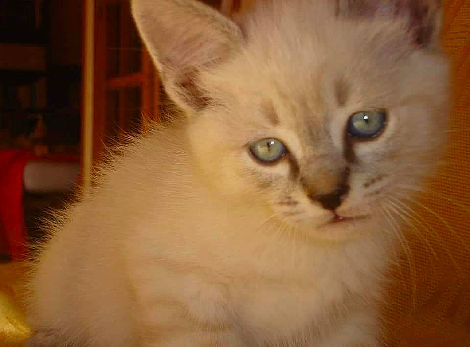 Lexomil a rejoint le concours — aidez-le/la à gagner de superbes lots ! asian_semi_longhair, balinese, birman, british_semi_longhair, carnivore, cat, domestic_long_haired_cat, eye, felidae, iris, javanese, kitten, mammal, ragamuffin, ragdoll, siberian, small_to_medium_sized_cats, turkish_angora, vertebrate, whiskers