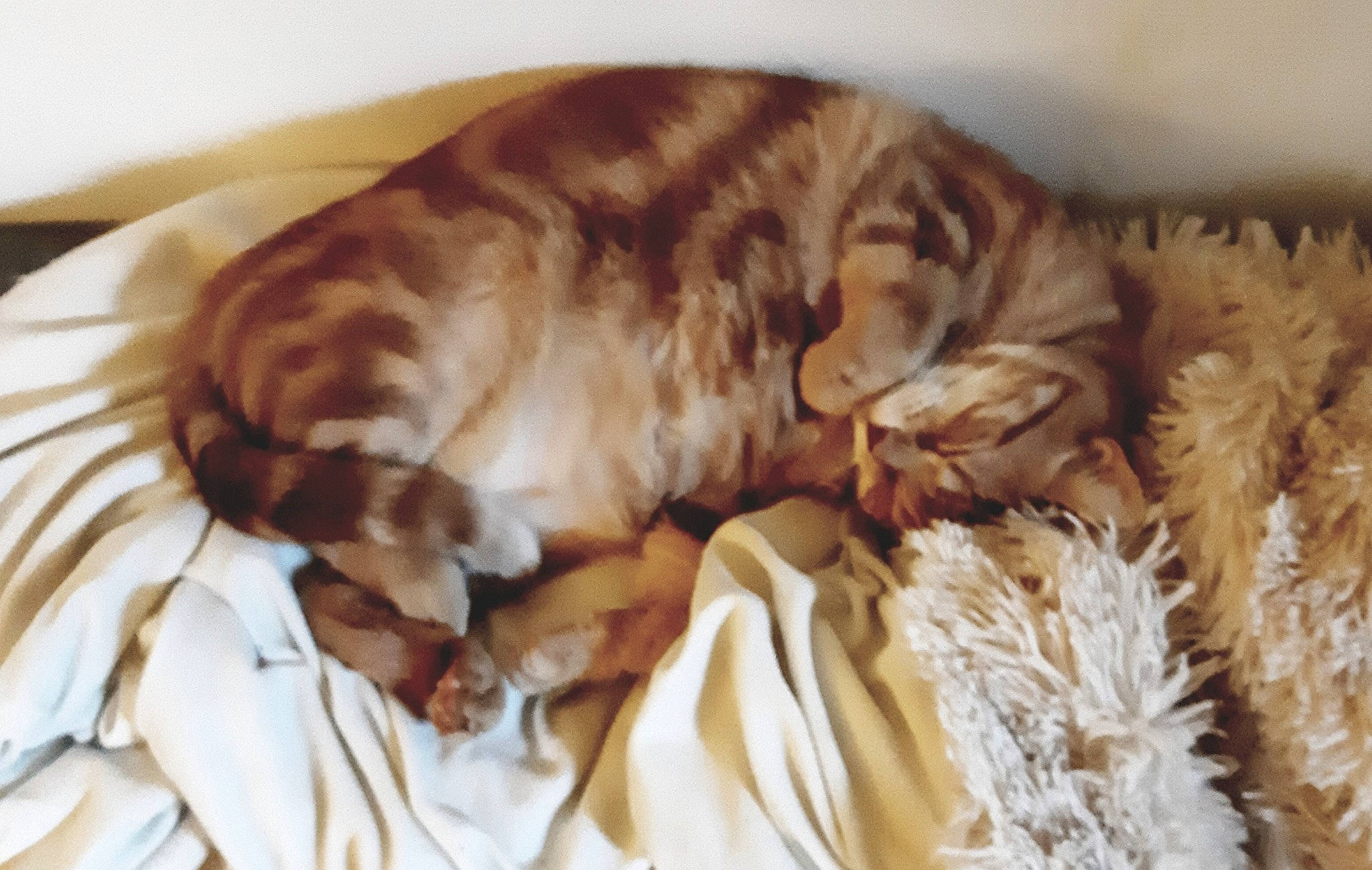 Siza participe au concours pour gagner de l'argent avec cette photo : canidae, carnivore, cat, companion_dog, dog_breed, fawn, felidae, fur, mammal, nap, small_to_medium_sized_cats, spaniel, sporting_group