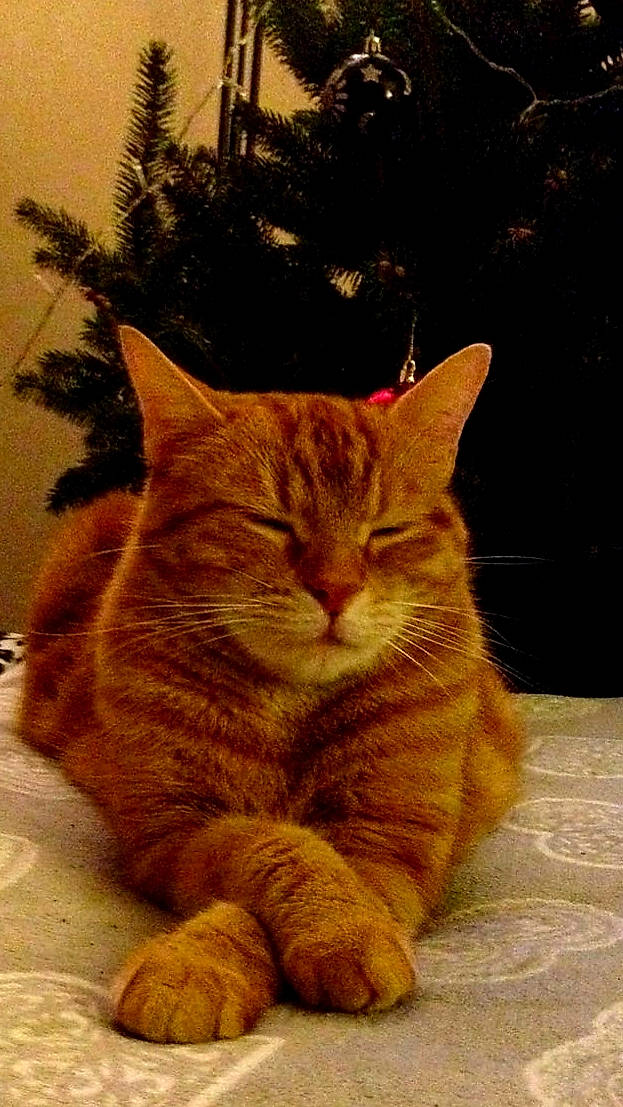 Siza a rejoint le concours — aidez-le/la à gagner de superbes lots ! american_shorthair, asian, carnivore, cat, domestic_short_haired_cat, european_shorthair, fawn, felidae, fur, kitten, mammal, small_to_medium_sized_cats, snout, tabby_cat, tail, whiskers