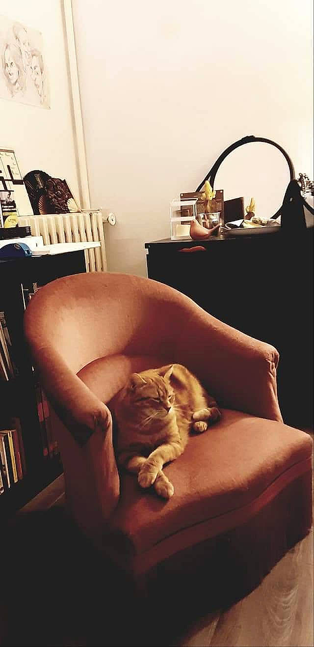 Siza a rejoint le concours — aidez-le/la à gagner de superbes lots ! carnivore, cat, comfort, felidae, fur, furniture, interior_design, leg, photography, room, sitting, small_to_medium_sized_cats, whiskers