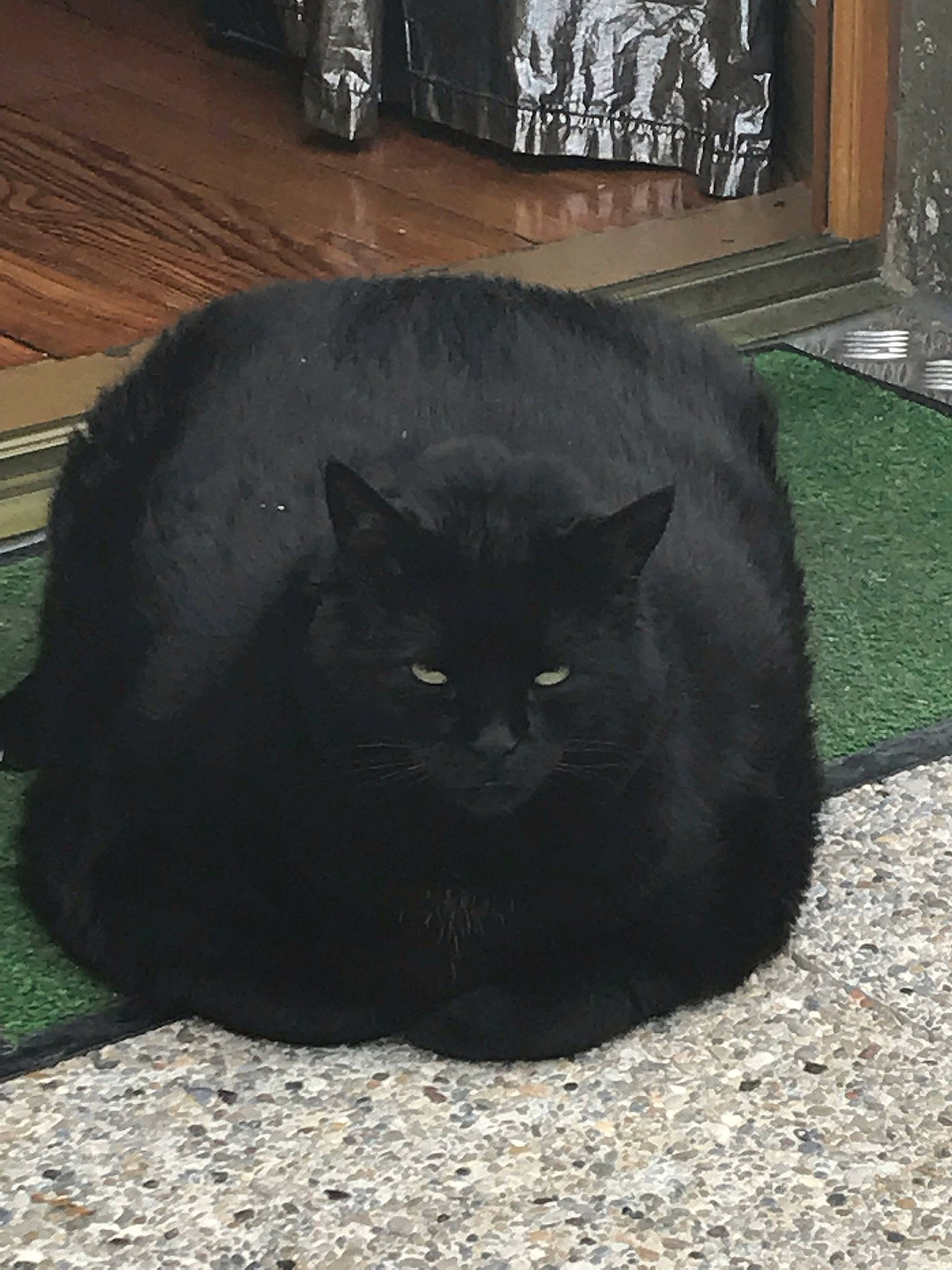 Thelma participe au concours pour gagner de l'argent avec cette photo : black, black_cat, bombay, british_shorthair, carnivore, cat, domestic_long_haired_cat, domestic_short_haired_cat, felidae, fur, grass, korat, mammal, small_to_medium_sized_cats, snout, tail, whiskers