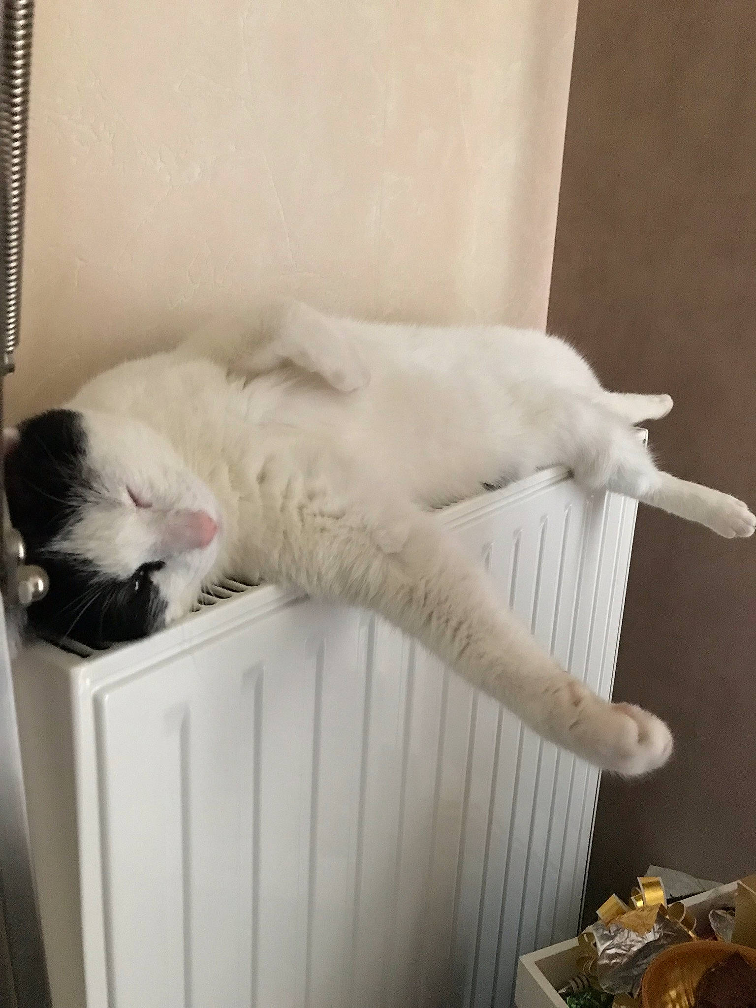 Oscar a rejoint le concours — aidez-le/la à gagner de superbes lots ! carnivore, cat, felidae, polydactyl_cat, small_to_medium_sized_cats, tail, turkish_angora, turkish_van, whiskers, white