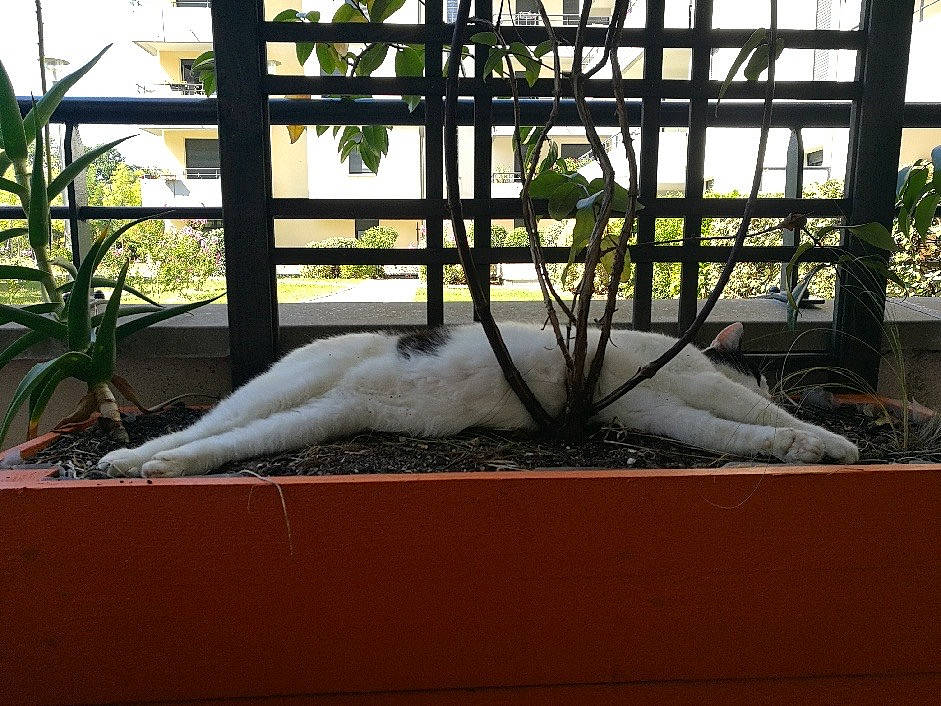 Oscar participe au concours pour gagner de l'argent avec cette photo : cat, felidae, furniture, glass, home, house, interior_design, metal, plant, room, tail, tree, window