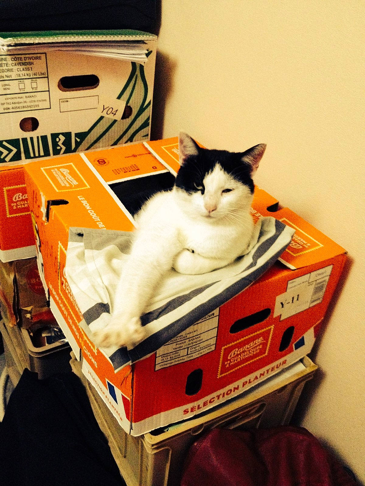 Oscar participe au concours pour gagner de l'argent avec cette photo : asian, baggage, box, carnivore, cat, domestic_short_haired_cat, felidae, small_to_medium_sized_cats, suitcase, whiskers