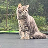 cat, gray_tabby, fluffy, sitting, trampoline, outdoor, garden, greenery, curious, pet, animal, nature, feline, domestic_cat, whiskers, tail, ears, fur, daylight, background
