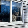 Storm is registered to the contest to win money with this photo: cat, window, reflection, gray_tabby, yellow_eyes, house_siding, outdoor_reflection, glass, pet, animal, curious, indoor, daylight, bare_trees, blue_sky, closeup, looking_out, feline, domestic_cat, home