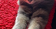 Storm is registered to the contest to win money with this photo: cat, tabby_cat, stretching, paws, fur, gray_cat, pet, animal, indoor, red_blanket, texture, closeup, whiskers, ears, relaxed, feline, mammal, cute, soft_light, resting