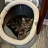 Storm joined the competition — help win amazing prizes! cat, tabby, pet, animal, indoor, cat_bed, plush, cozy, fur, ears, relaxed, floor, wooden_floor, furniture, curious, resting, cute, home, domestic_cat, soft