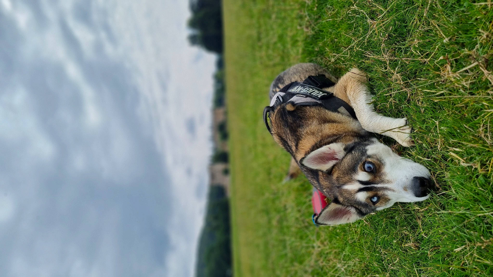 Rocket joined the competition — help win amazing prizes! _geese_and_swans, canidae, carnivore, cloud, collar, companion_dog, cumulus, dog, dog_breed, ducks, fawn, grass, plant, sky, sporting_group, tail, terrestrial_animal, tree, wildlife, wood