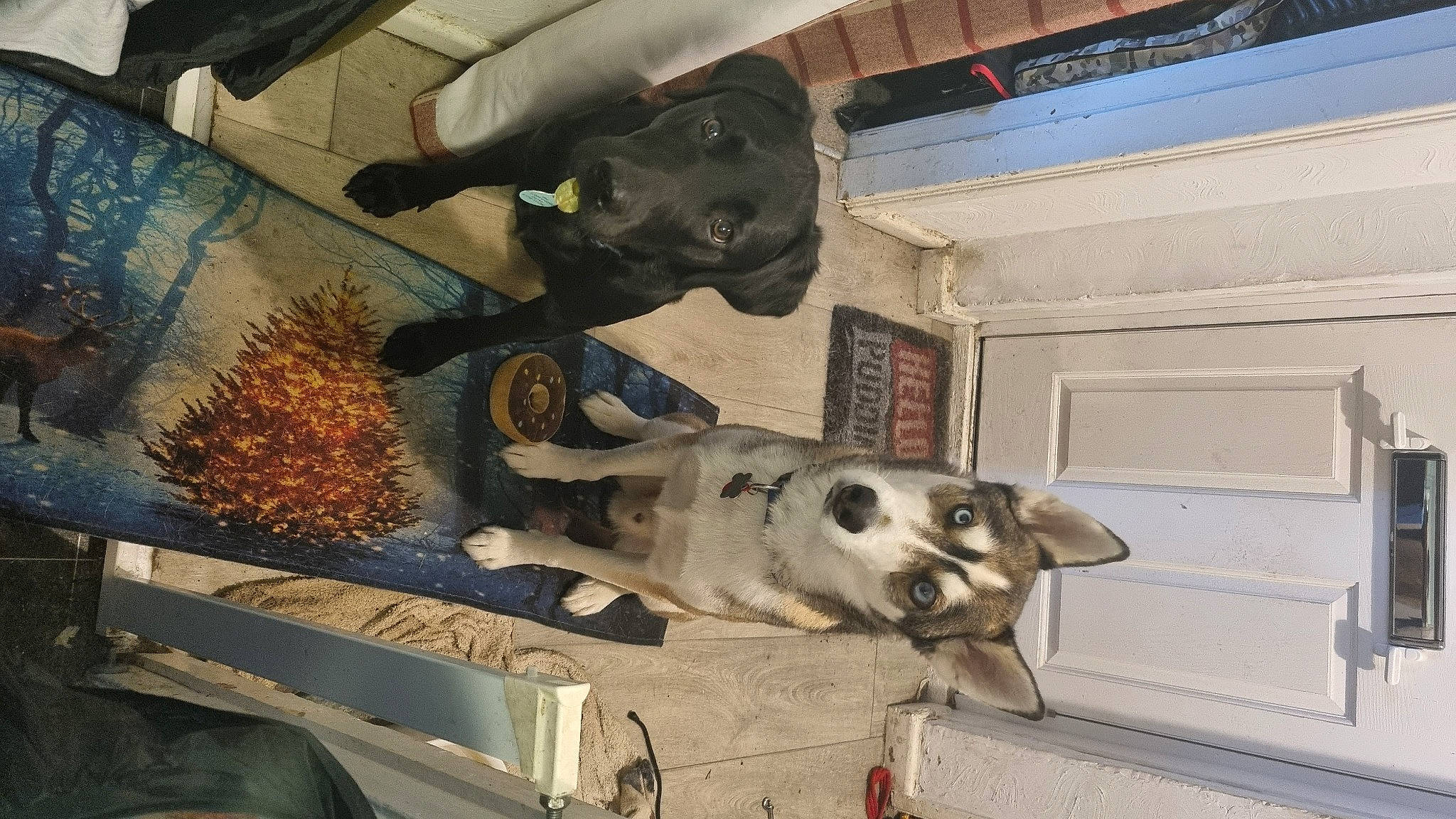 Rocket joined the competition — help win amazing prizes! art, cabinetry, canidae, ceiling, dog, dog_breed, fawn, flooring, fur, machine, metal, sculpture, skull, snout, sporting_group, visual_arts, wood, working_animal