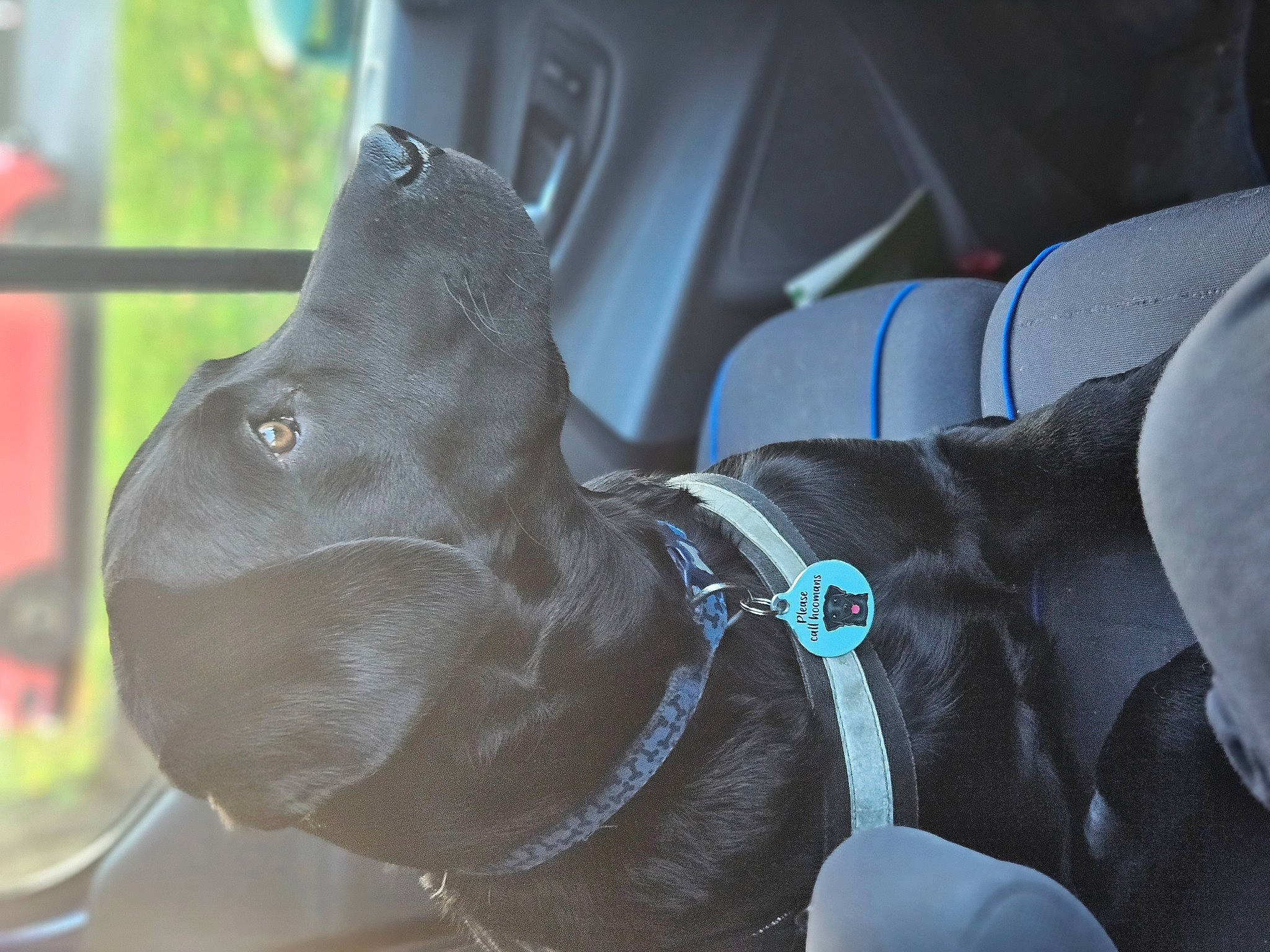 Rocket joined the competition — help win amazing prizes! car_seat_cover, carnivore, collar, companion_dog, dog, dog_breed, dog_collar, electric_blue, fashion_accessory, fawn, liver, pet_supply, snout, sporting_group, sunglasses, vehicle, vehicle_door, whiskers, window, working_animal