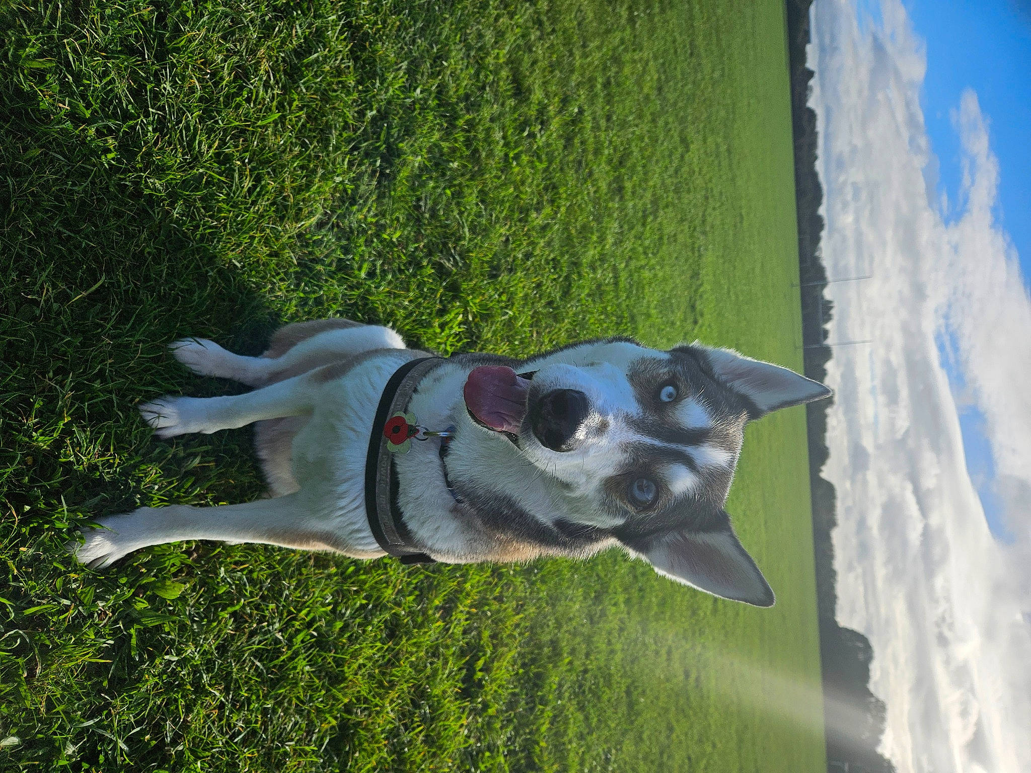 Rocket is registered to the contest to win money with this photo: art, canidae, carnivore, cloud, companion_dog, cumulus, dog, dog_breed, fawn, grass, jaw, non_sporting_group, plant, sky, snout, sporting_group, tail, water, wing, working_animal