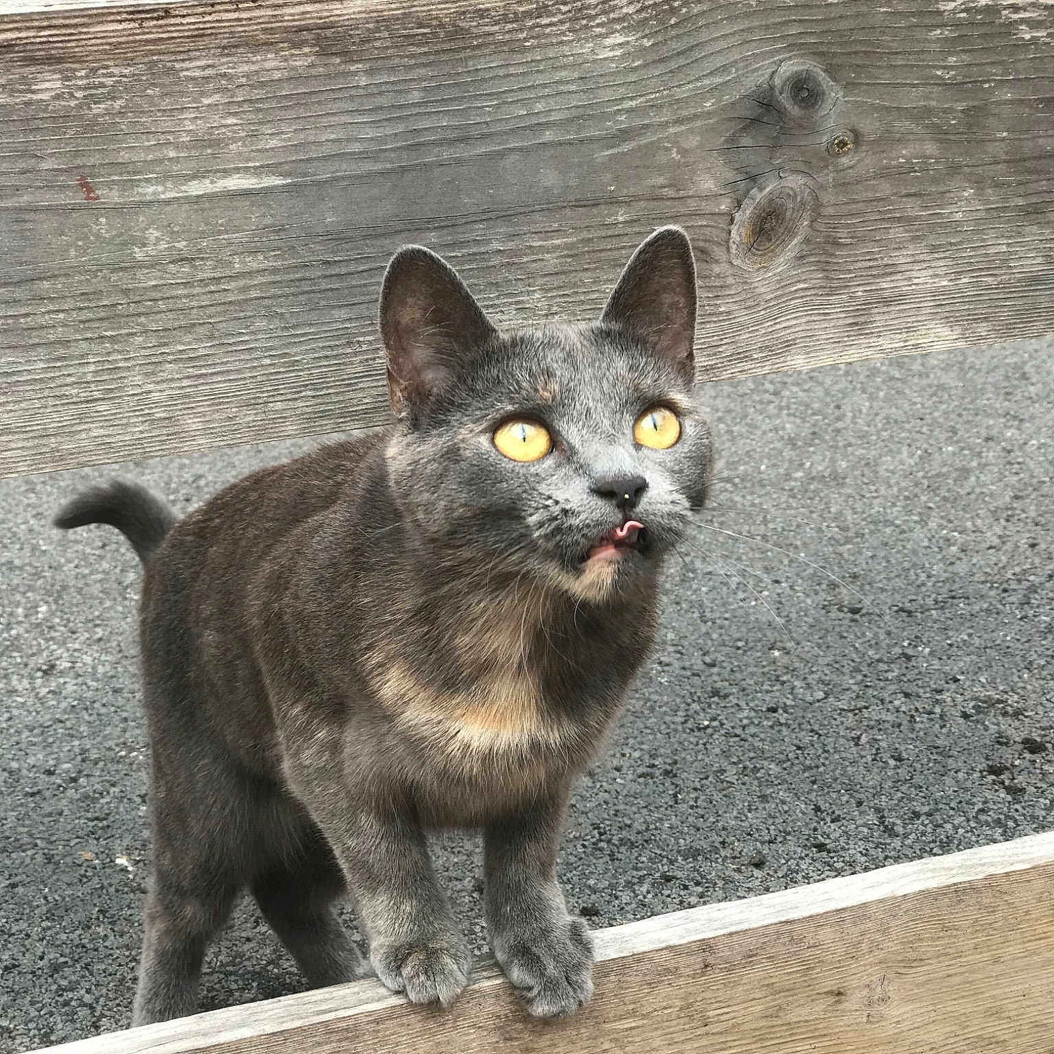 Luna joined the competition — help win amazing prizes! asian, british_shorthair, burmese, carnivore, cat, chartreux, domestic_short_haired_cat, felidae, korat, mammal, nebelung, russian_blue, small_to_medium_sized_cats, snout, tail, vertebrate, whiskers