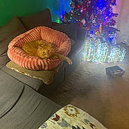 Sunshine joined the competition — help win amazing prizes! cat, orange_cat, plush_bed, couch, sofa, christmas_tree, christmas_lights, christmas_decorations, presents, gift_boxes, carpet, indoor, cozy, living_room, holiday, festive, decor, furniture, pet, relaxing