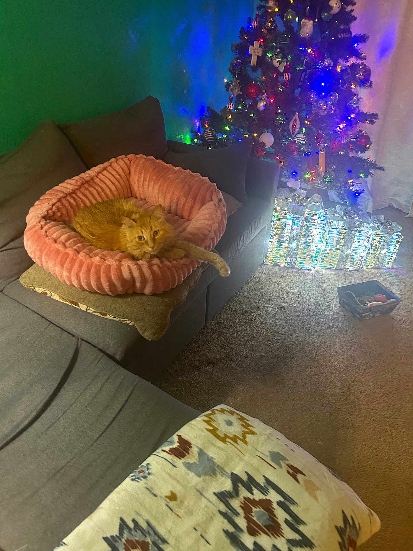 Sunshine joined the competition — help win amazing prizes! cat, orange_cat, plush_bed, couch, sofa, christmas_tree, christmas_lights, christmas_decorations, presents, gift_boxes, carpet, indoor, cozy, living_room, holiday, festive, decor, furniture, pet, relaxing