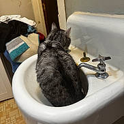Tabby joined the competition — help win amazing prizes! cat, sink, bathroom, gray_tabby, feline, fur, domestic_animal, curious, clutter, towels, clothes, old_sink, water_faucet, indoor, animal, pet, back_view, floor_tile, doorway, household