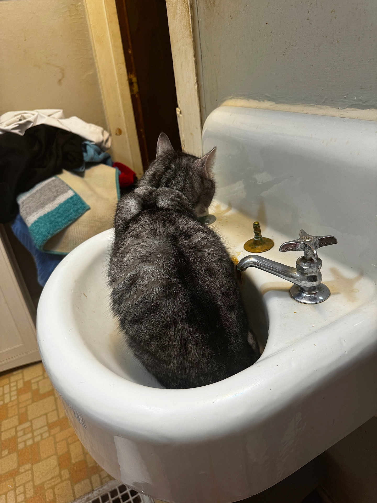Tabby joined the competition — help win amazing prizes! cat, sink, bathroom, gray_tabby, feline, fur, domestic_animal, curious, clutter, towels, clothes, old_sink, water_faucet, indoor, animal, pet, back_view, floor_tile, doorway, household