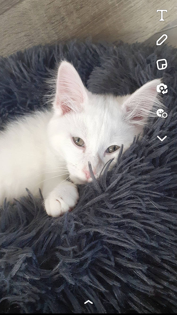 Shadow a rejoint le concours — aidez-le/la à gagner de superbes lots ! carnivore, cat, cat_supply, claw, comfort, domestic_short_haired_cat, fawn, felidae, fur, paw, photo_caption, small_to_medium_sized_cats, snout, tail, whiskers