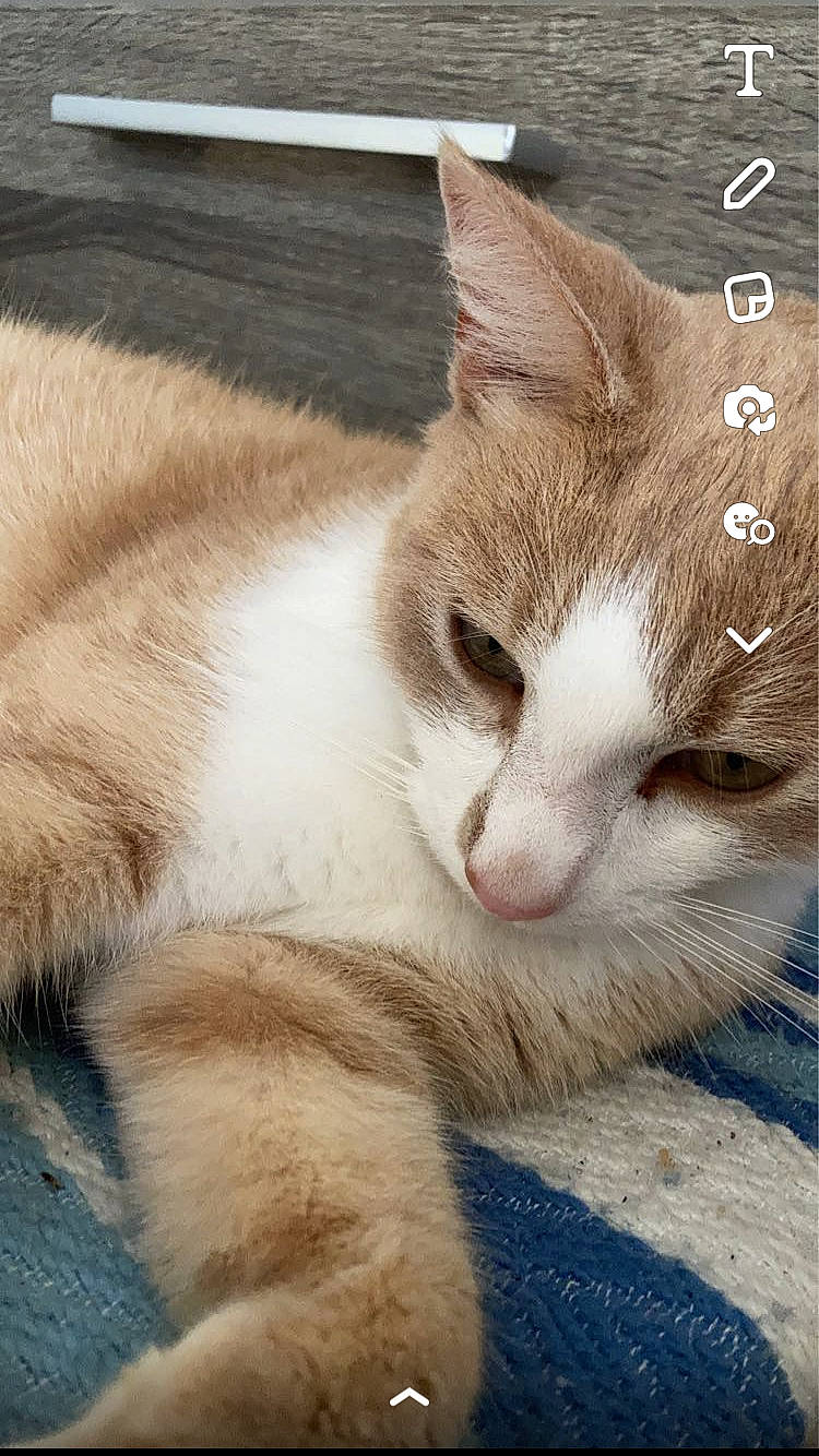 Rio participe au concours pour gagner de l'argent avec cette photo : carnivore, cat, claw, comfort, domestic_short_haired_cat, eye, fawn, felidae, foot, fur, paw, photo_caption, small_to_medium_sized_cats, tail, terrestrial_animal, whiskers, wood