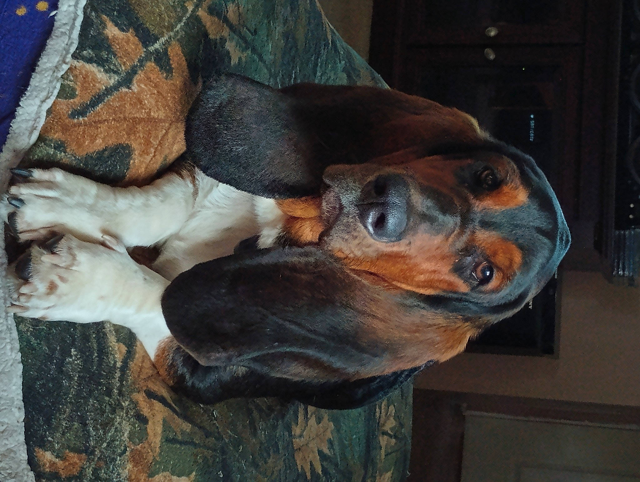 Opy is registered to the contest to win money with this photo: canidae, carnivore, comfort, companion_dog, dog, dog_breed, fawn, guard_dog, liver, metal, plant, snout, sporting_group, terrestrial_animal, wood, working_animal, working_dog