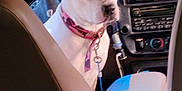 Pistol Annie is registered to the contest to win money with this photo: animal, calm, car_interior, collar, companion, dashboard, daylight, dog, leash, looking_back, outdoor_view, parked_car, pet, pink_collar, seat, steering_wheel, transportation, vehicle, white_dog, window