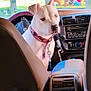 Pistol Annie is registered to the contest to win money with this photo: dog, white_dog, pet, car_interior, steering_wheel, dashboard, seat, collar, leash, window, parked_car, animal, companion, vehicle, transportation, daylight, outdoor_view, calm, looking_back, pink_collar