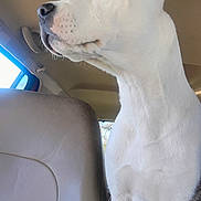 Pistol Annie is registered to the contest to win money with this photo: dog, white_dog, car_interior, pet, animal, curious, window, seat, leather_seat, profile, looking_out, daylight, fur, ears, snout, travel, companion, indoor, transportation, canine