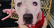 Pistol Annie joined the competition — help win amazing prizes! animal, baby_gate, basketball, black_nose, cute, dog, dog_clothing, ears, floor, household, indoor, looking_up, pet, pet_costume, plush_toy, portrait, red_jersey, tile_floor, toy, white_dog