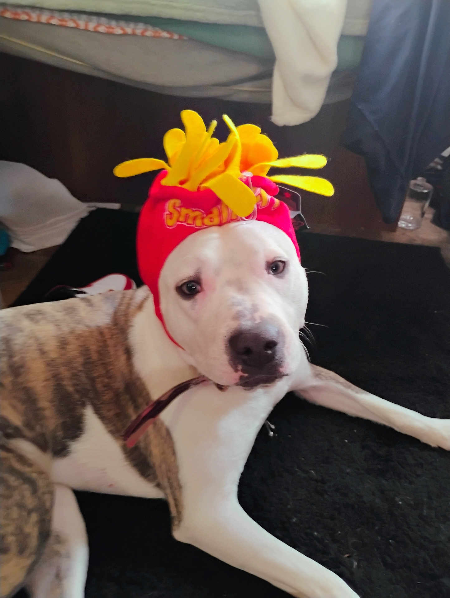 Pistol Annie joined the competition — help win amazing prizes! dog, pet, indoor, costume, hat, animal, lying_down, black_rug, curious, white, brown, spots, collar, floor, cozy, funny_hat, close_up, face, expression, domestic